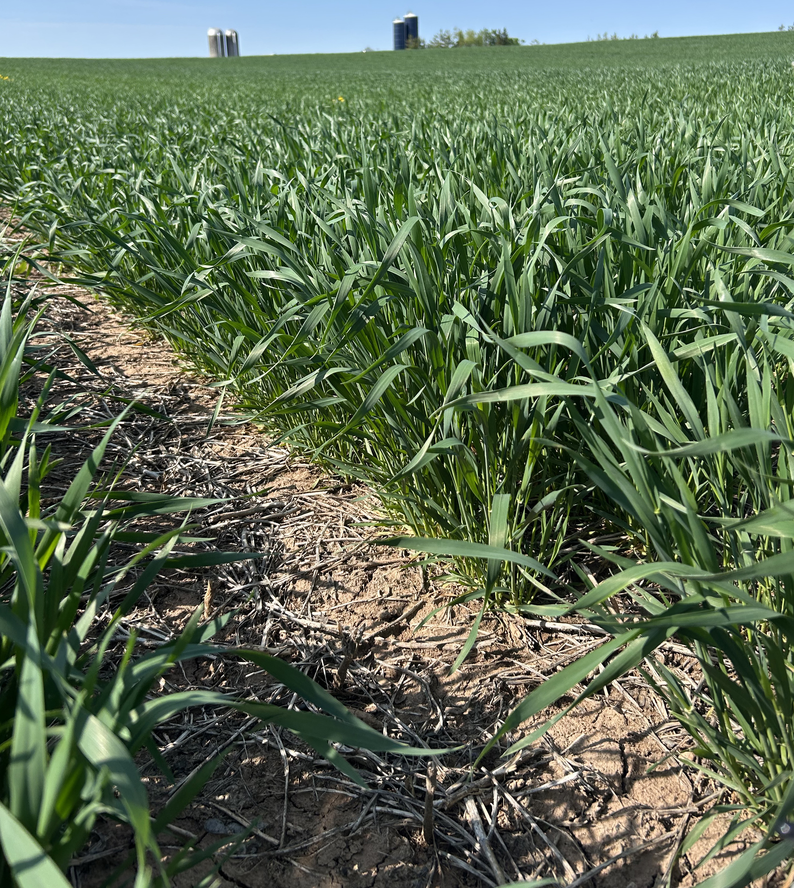 Rows of planted wheat.